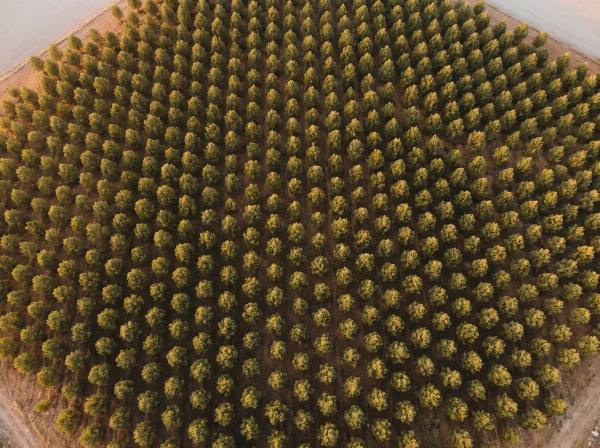 Top-down view of a young forest canopy in regular rows