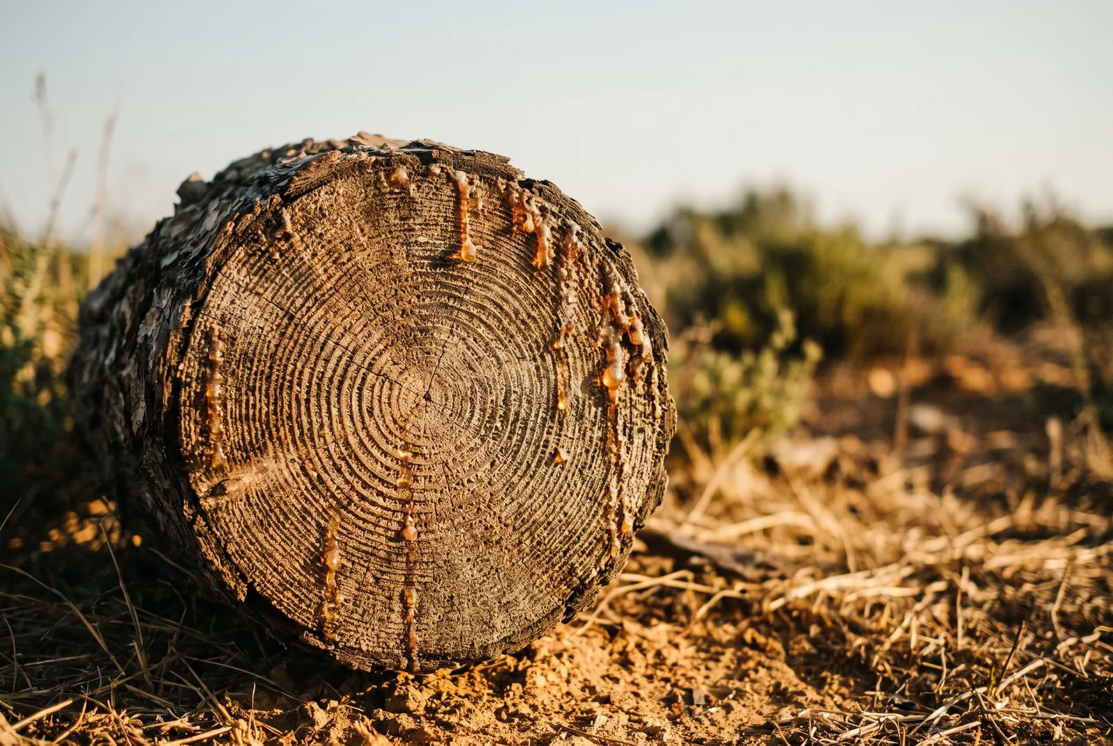 Cross-section of a cut pine log showing growth rings and resin beads