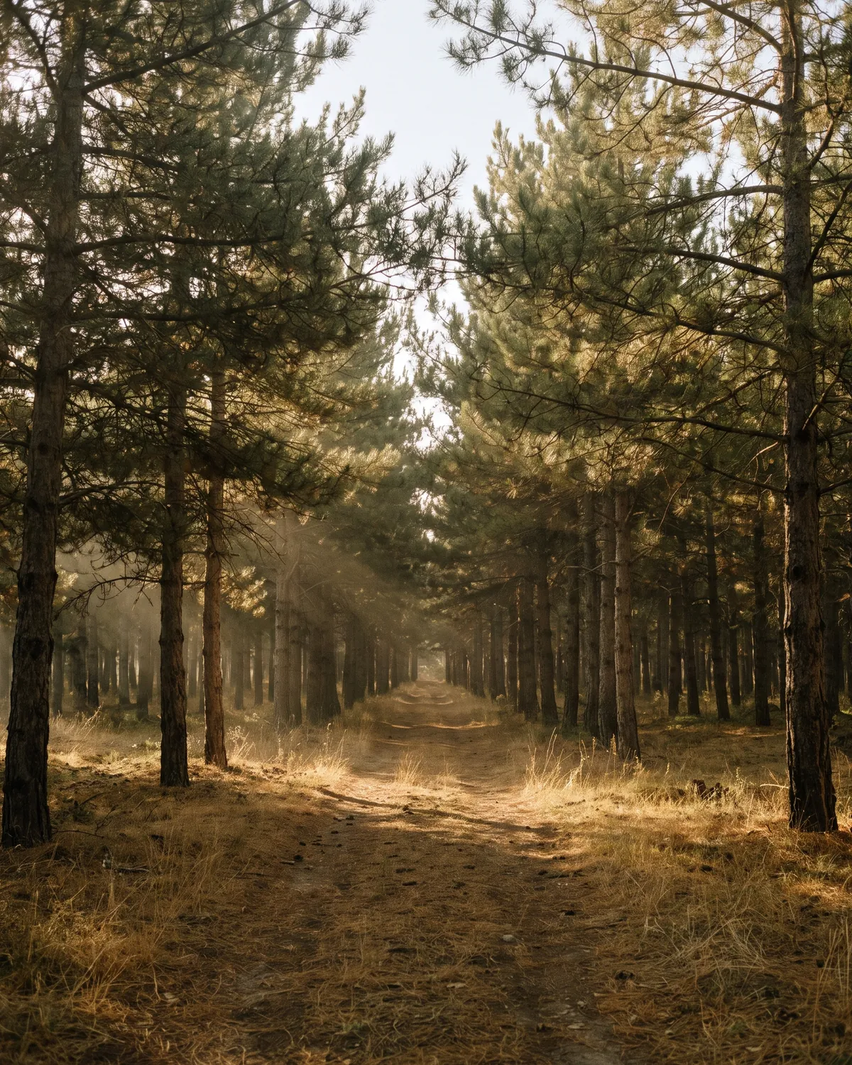 A path inside a ten-year-old pine plantation, crossed by shafts of light