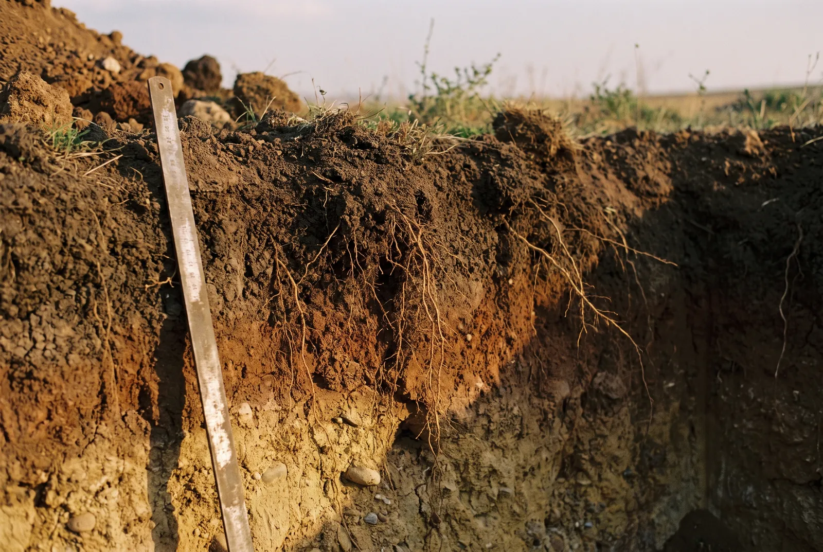 Soil profile: dark topsoil, brown subsoil and fine roots reaching down