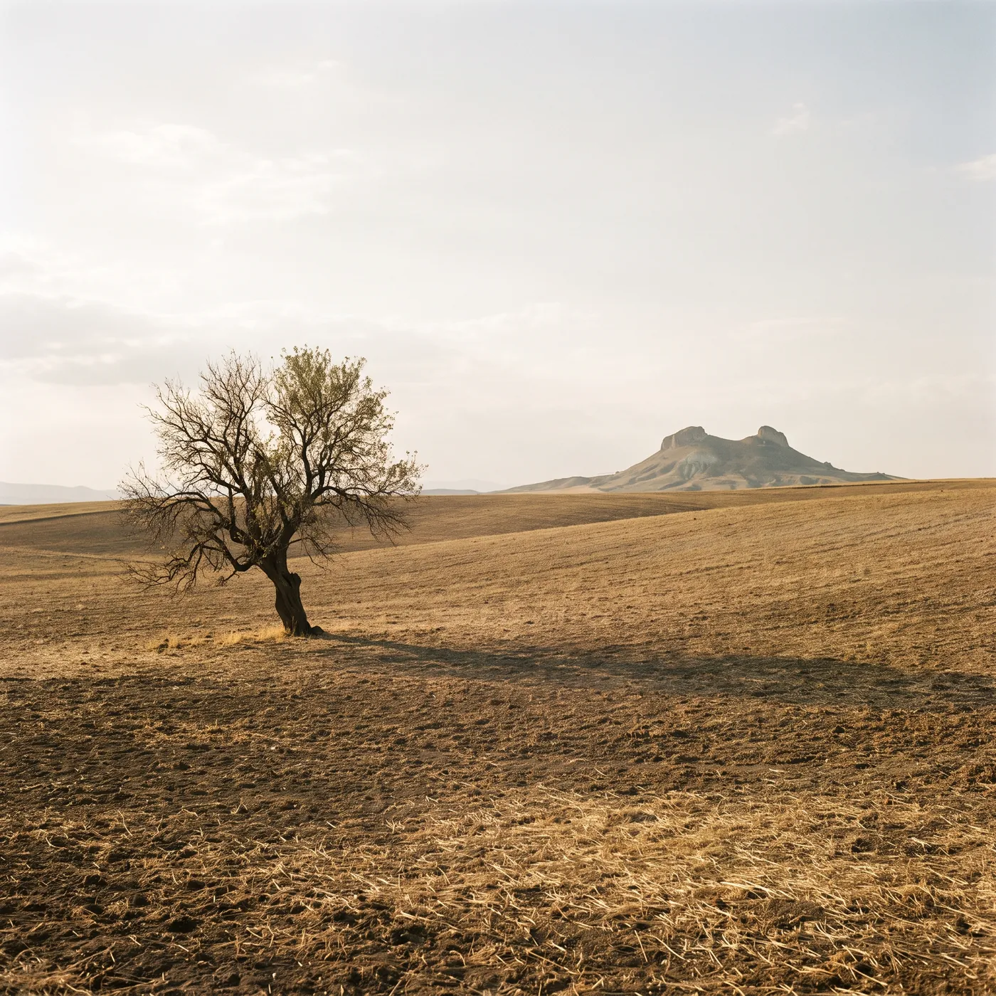 Before planting: a lone almond tree, bare land and a twin-peaked hill