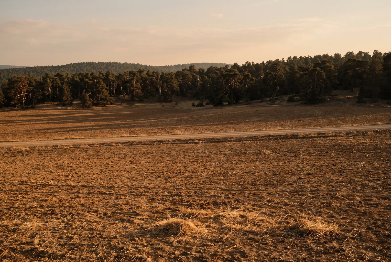 A bare ploughed field in front, an old pine forest covering the ridge beyond a dirt road