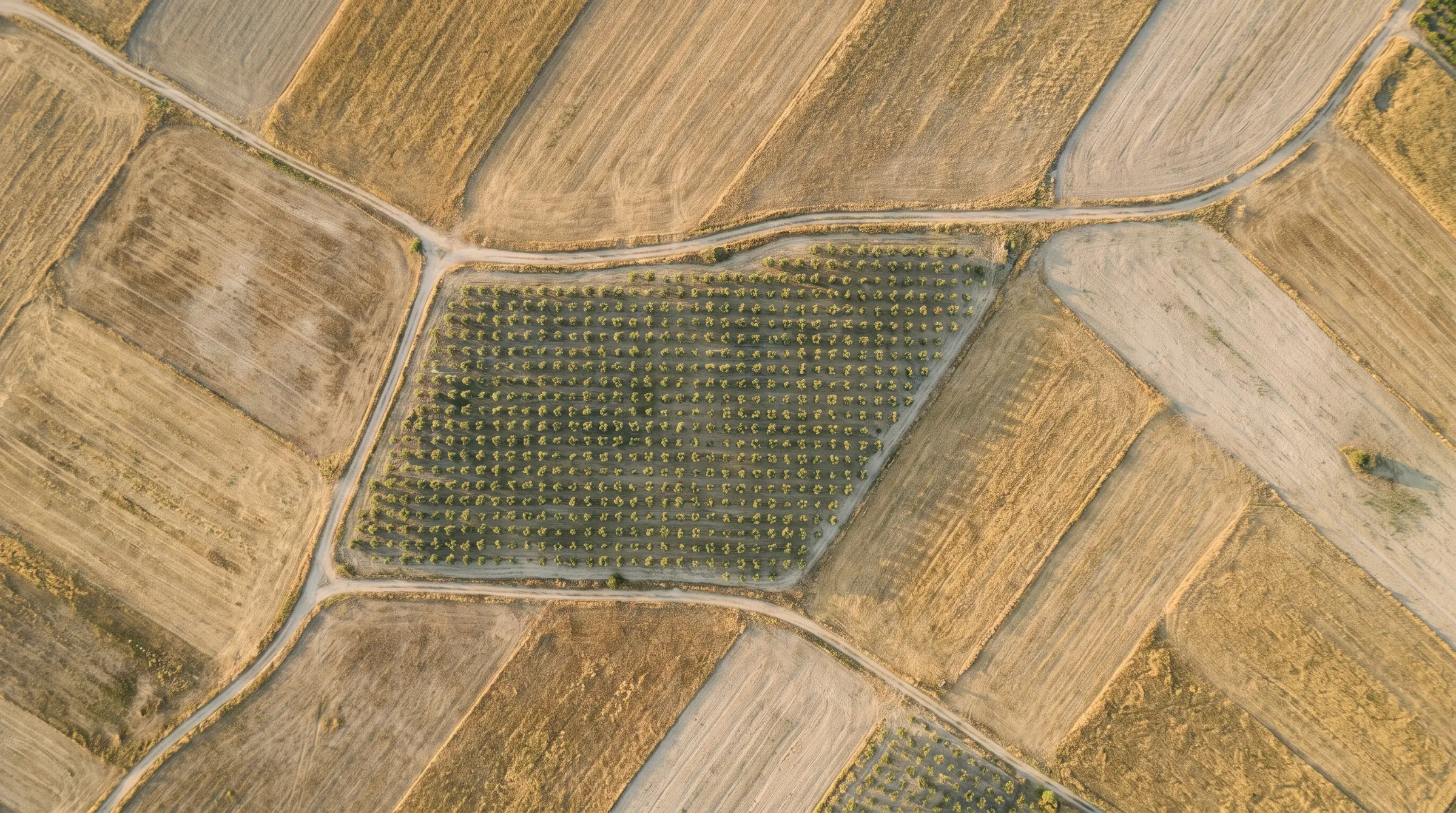 Top-down view: one planted parcel among straw-coloured fields