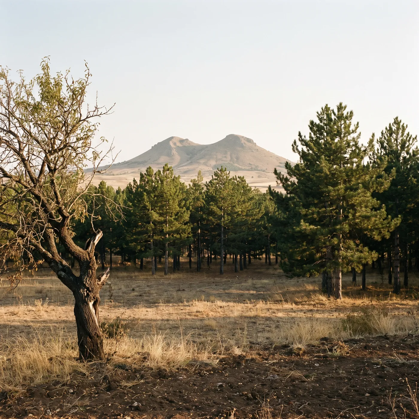 The same spot twenty years later: dense pine forest behind the almond tree