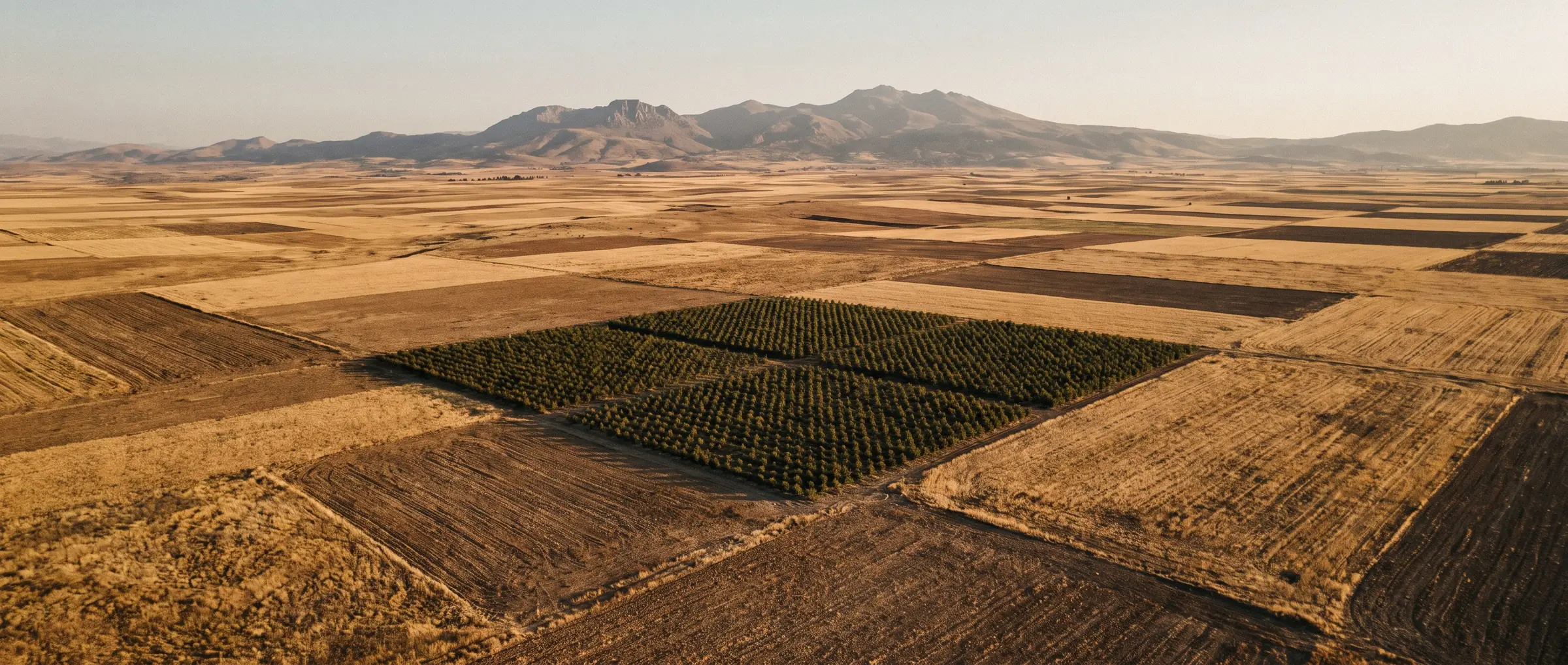 Patchwork fields on the Anatolian plateau with a single block of young plantation
