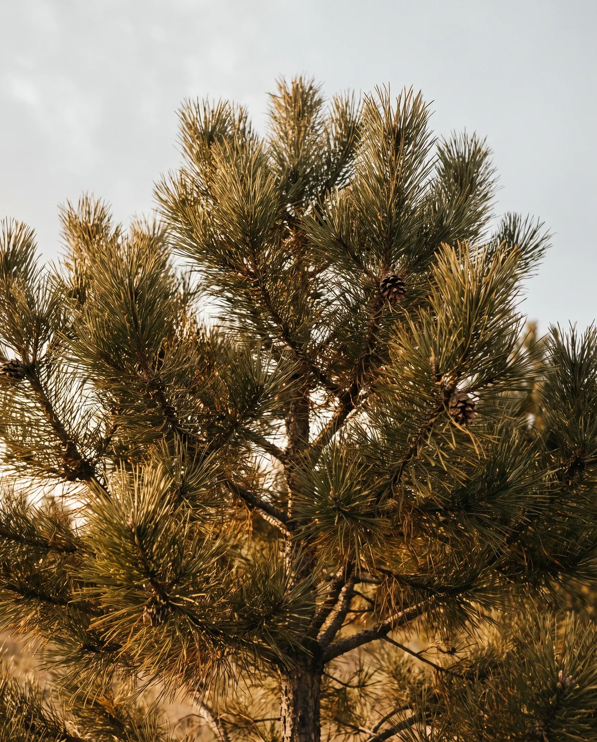 The crown of a young black pine with sunlight filtering through the needles